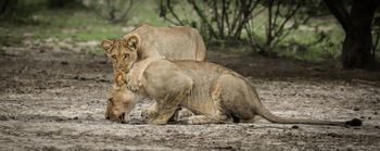 Dinaka Lodge: Löwengeschwister