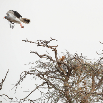 Dinaka Lodge: Pale Chanting Goshawk