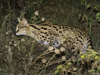Duma Tau Camp: Serval