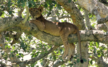 Enjojo Lodge: Baumkletternder Löwe