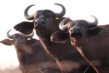 Enjojo Lodge: Büffelgruppe