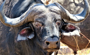 Ghoha Hills Savuti Lodge Ghoha Hills Savuti Lodge: Büffelkopf