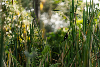 Gibb's Farm: Vogel im Gras