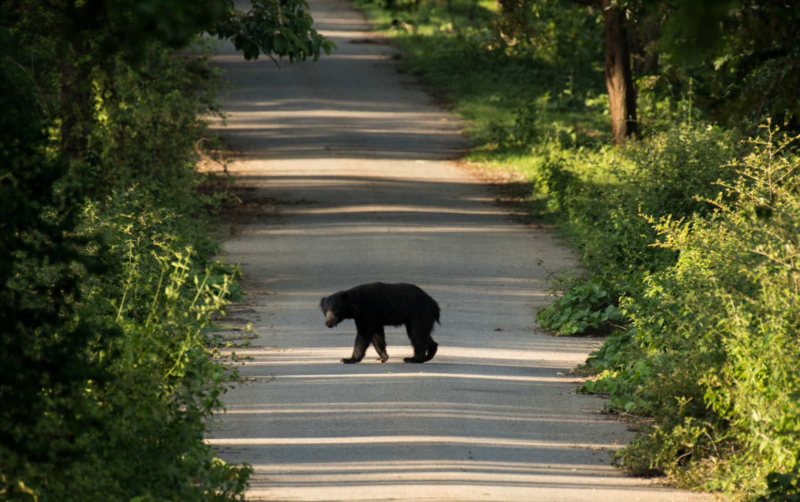 Kaav Safari Lodge Kaav Safari Lodge: Lippenbär