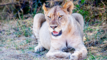 Khwai Expeditions Camp: Löwin