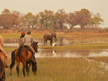 Kujwana Camp: Elefant auf überschwemmter Wiese
