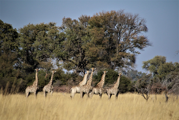Beagle Expeditions: Giraffengruppe