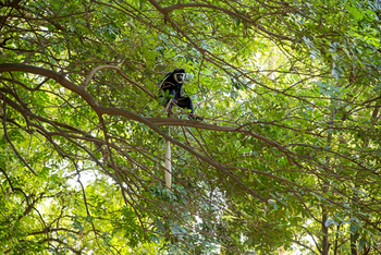 Lale's Camp: Kolobus Monkey