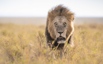 Little Governors' Camp: Alter Löwe