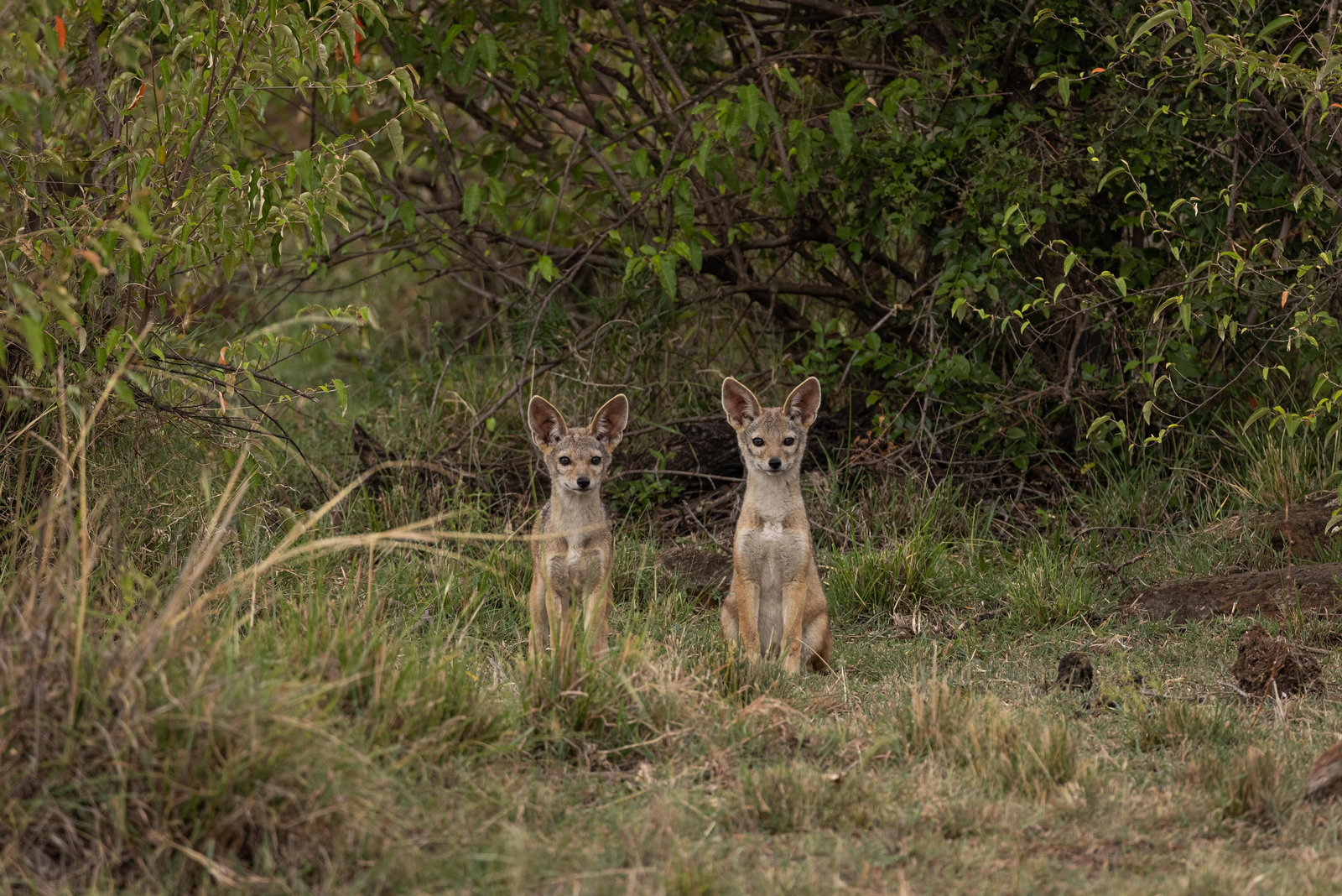 Mahali Mzuri Mahali Mzuri: Schakale