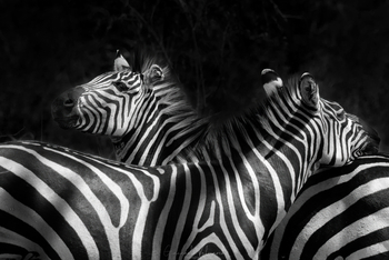 Mihingo Lodge: Zebras