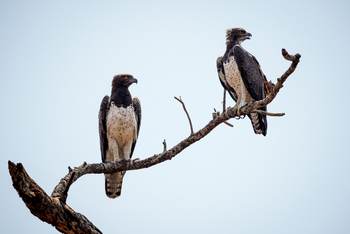 Mkulumadzi Lodge: Kampfadlerpaar