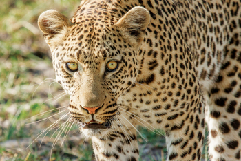 Moremi Game Reserve: Leopardengesicht