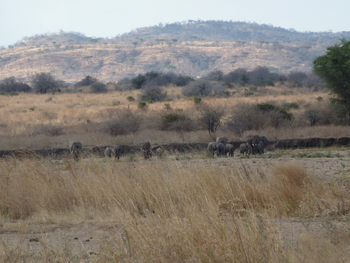 Mwagusi Safari Camp: Landschaft mit Elefanten