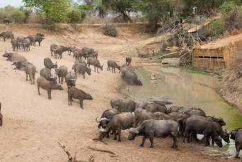 Mwamba Bush Camp: Last Waterhole Hide - Büffel