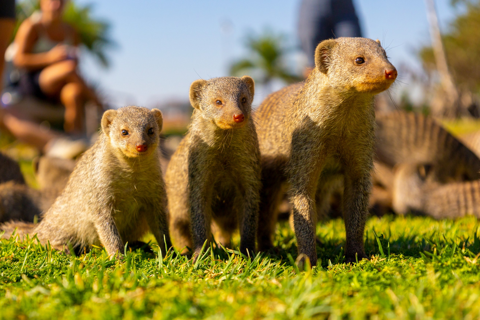 Harnas Guest Farm Harnas Guest Farm: Zebramangusten