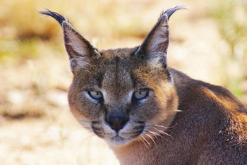 Naankuse Lodge: Karakal Luna