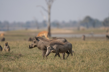 Nanzhila Lake Camp Nanzhila Lake Camp: Warzenschweine