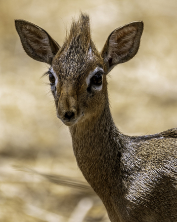 Naona Moru Camp: Dik DIk