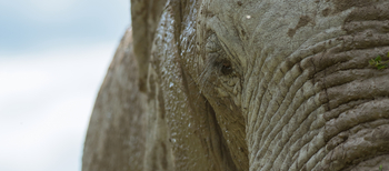 Nxai Pan Camp: Elefantenauge