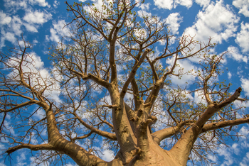 Nxai Pan Camp: Krone eines Baobabs