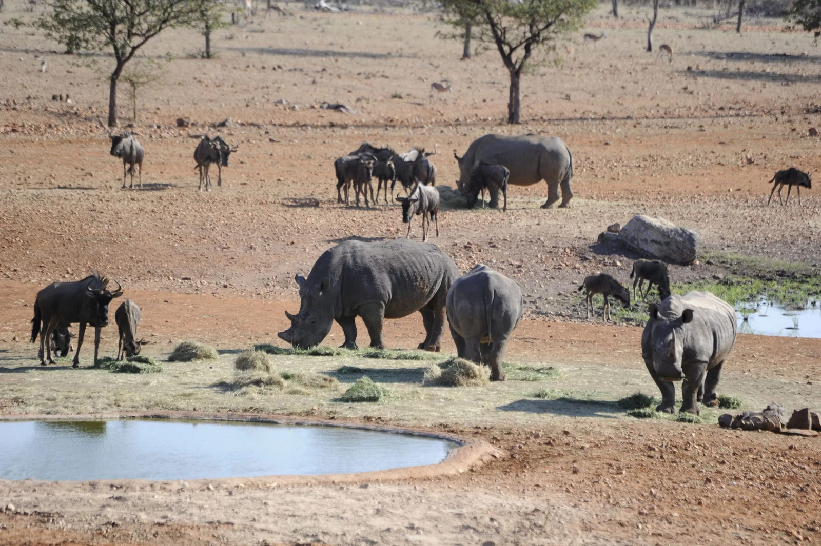 Okutala Lodge Okutala Lodge: Nashörner im Gehege