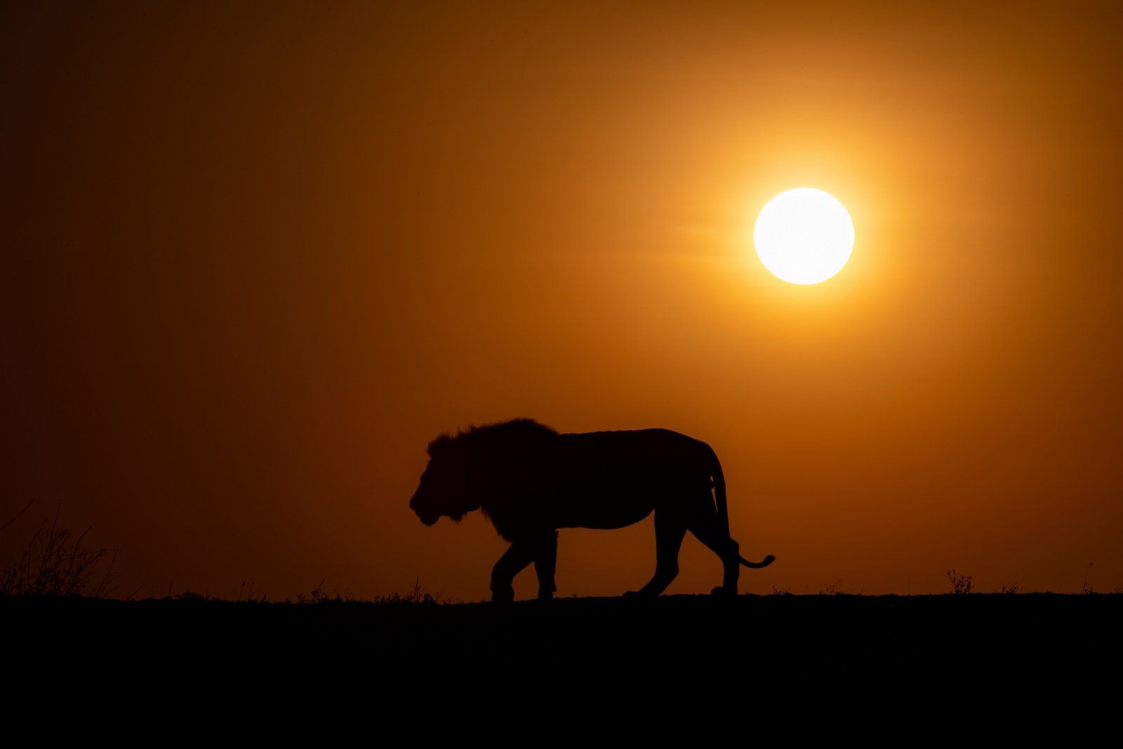 Olare Mara Kempinski Olare Mara Kempinski: Löwe vor Sonnenuntergang