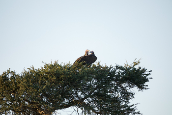 Olkeri Camp: Lappet-faces Vulture