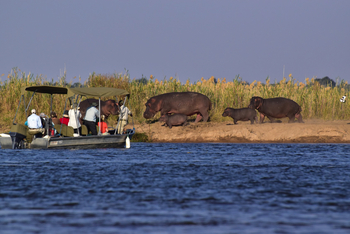 Royal Zambezi Lodge: Bootsfahrt mit Hippos