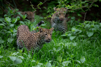 Royal Zambezi Lodge: Leopardenfamilie
