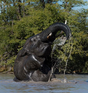 Sable Alley Camp: Badender Elefant