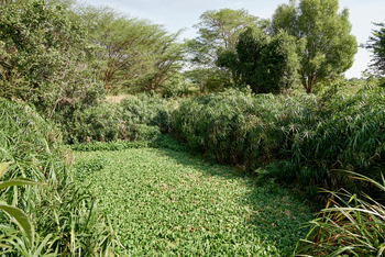 Sanctuary Olonana Sanctuary Olonana: Garten