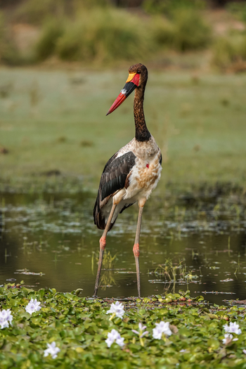 Sausage Tree Camp: Sattelstorch