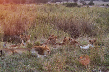 Serian Serengeti Lamai: Löwenfamilie
