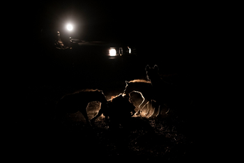 Tafika Camp: Hyänen in der Dunkelheit