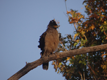 Tathastu Resort Pench: Crested Serpent Eagle