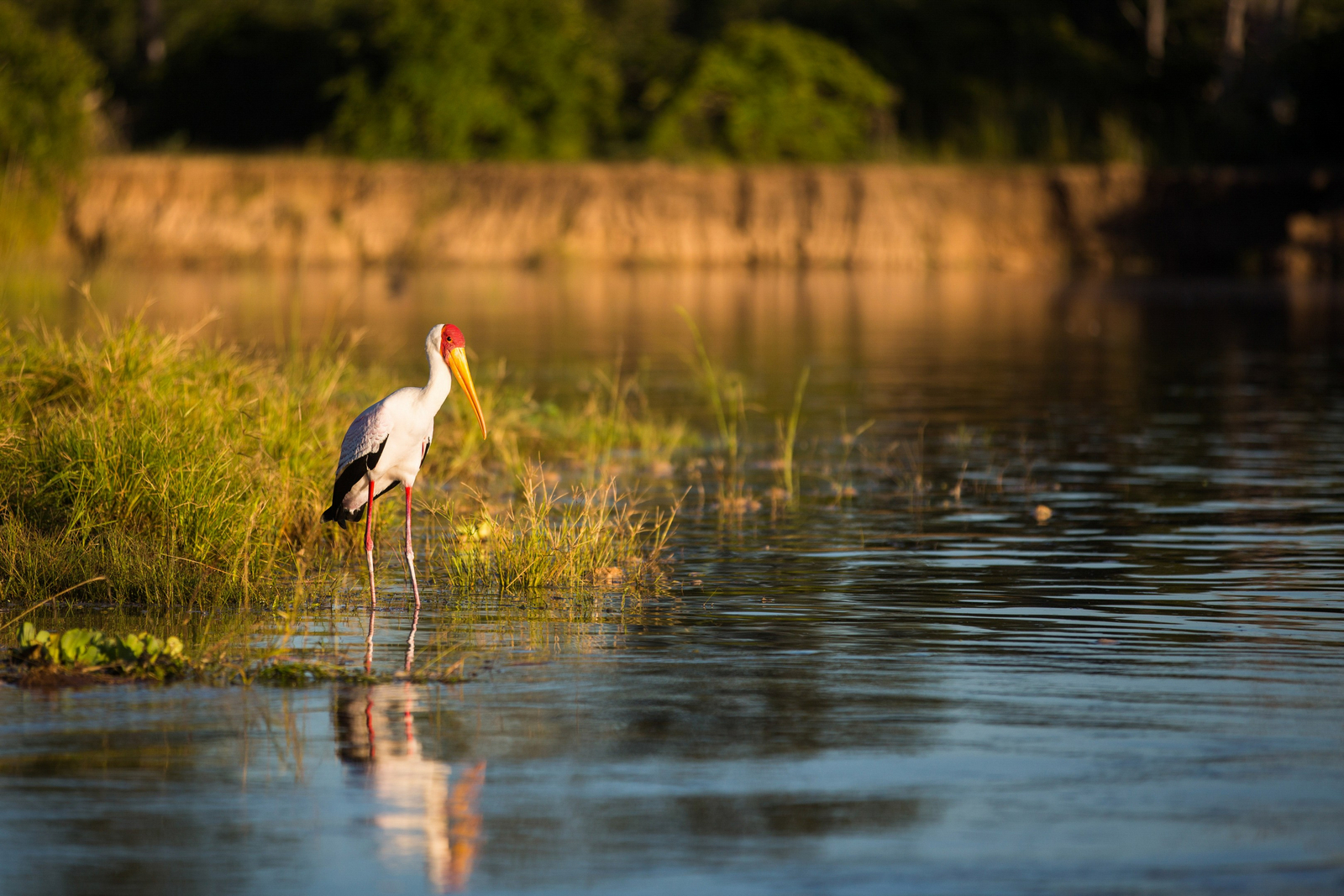 Time + Tide South Luangwa Time + Tide South Luangwa: Nimmersatt