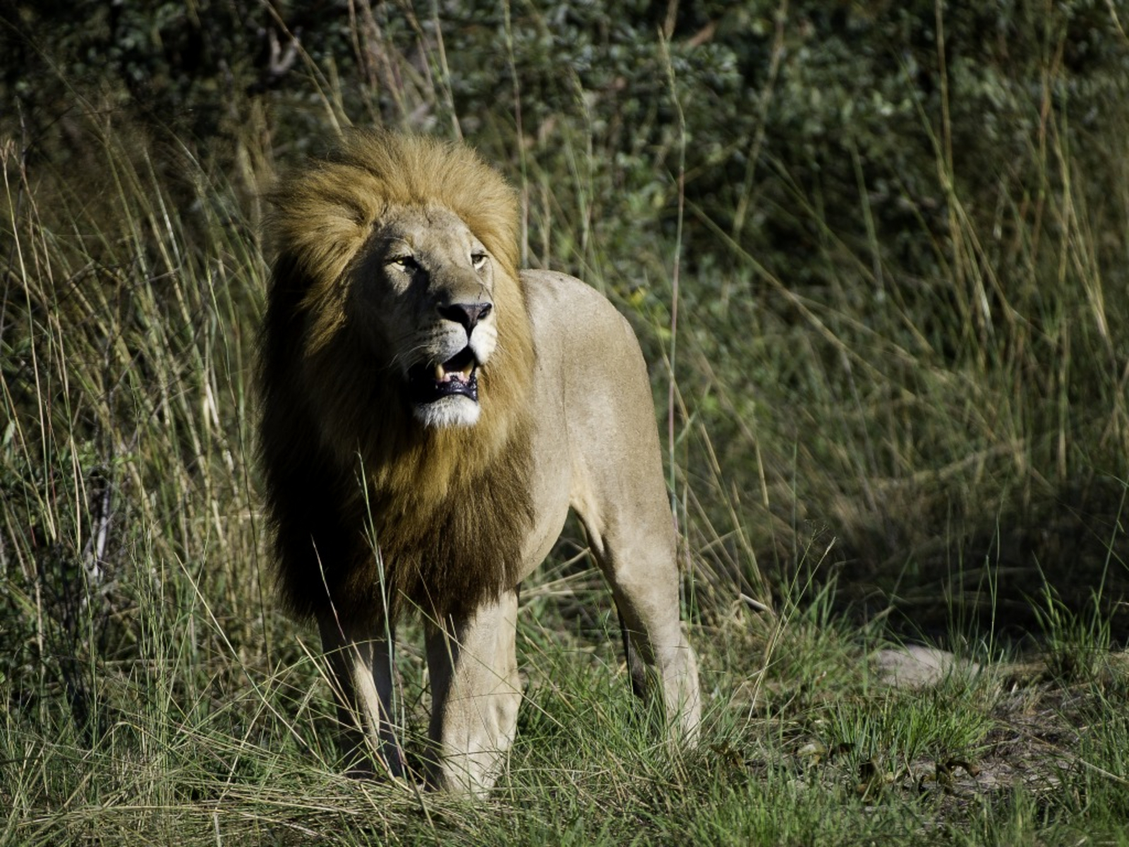Tubu Tree Camp Tubu Tree Camp: Männlicher Löwe