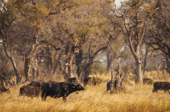 Tuludi Camp: Büffel