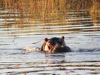 Victoria Falls River Lodge Victoria Falls River Lodge: Hippo