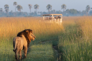 Xigera Safari Lodge Xigera Safari Lodge: Löwe im hohen Gras