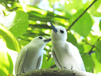 Alphonse Island Lodge: Fairy Terns