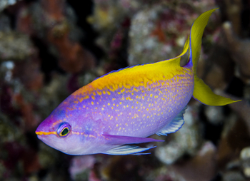 Astove Coral House: Gelbrückenfahnenbarsch