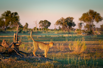 Atzaro Okavango Camp: Gepard