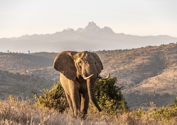 Borana Lodge Borana Lodge: Elefant frontal
