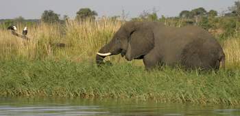 Chobe Elephant Camp: Elefant im Schilf