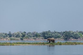 Classic Zambia Safaris Classic Zambia Safaris: Elefantenbulle