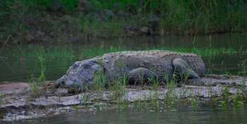 Denwa Backwater Escape: Großes Sumpfkrokodil