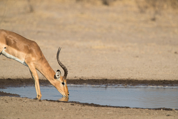 Dinaka Lodge: Impalas