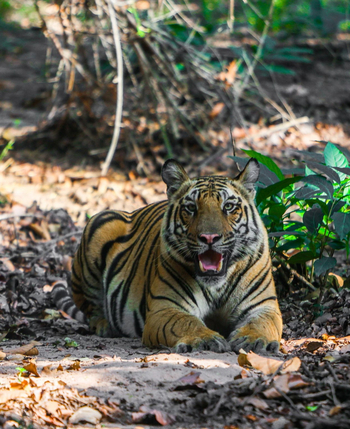 Emerald Tiger Retreat: Ruhender Tiger